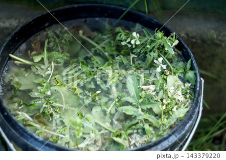Liquid fertilizer in a bucket ready for nourishing plants, rich in essential nutrients like compost. A bucket of liquid nutrient solution Liquid fertilizer in a bucket ready for nourishing plants, rich in essential nutrients like compost. A bucket of liquid nutrient solution 143379220