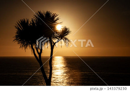 Scenic coastal sunset with a lone palm tree silhouette over the sea 143379230