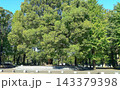新緑が爽やかな上野公園の木々 143379398
