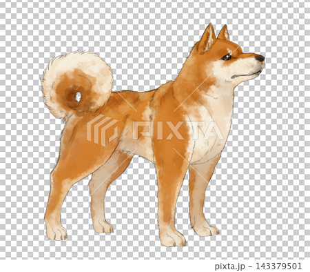 Standing Shiba Inu 143379501