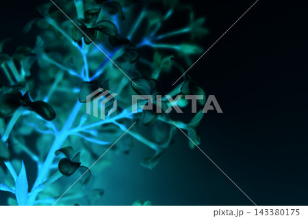 Fantastic flowers illuminates from inside with green and blue light in darkness 143380175