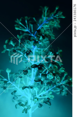 Underwater pattern of leaves and flowers of fluorescent plant Underwater pattern of leaves and flowers of fluorescent plant 143380176