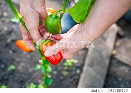 Baby boomer woman hands harvesting sweet peppers in home greenhouse. Growing food represents active aging, gardening tradition and self sufficient lifestyle Baby boomer woman hands harvesting sweet peppers in home greenhouse. Growing food represents active aging, gardening tradition and self sufficient lifestyle 143380599