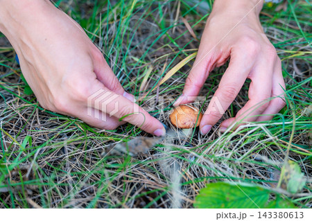 Hands cutting Suillus mushroom with knife while foraging in forest. Careful mushroom picking represents seasonal harvesting and gathering wild food from nature Hands cutting Suillus mushroom with knife while foraging in forest. Careful mushroom picking represents seasonal harvesting and gathering wild food from nature 143380613