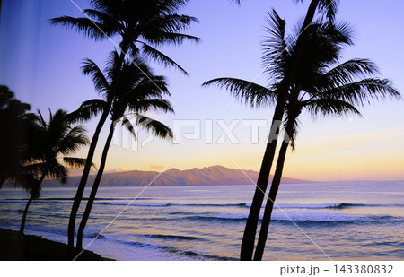 coconut palm tree on the beach coconut palm tree on the beach 143380832