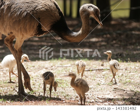 Large Flightless Bird With Chicks in Rural Safari Park Large Flightless Bird With Chicks in Rural Safari Park 143381492