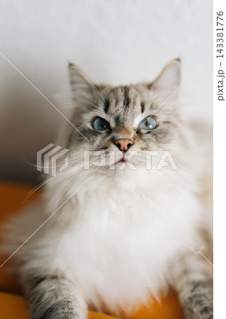 Vertical portrait of Neva masquerade cat with blue eyes relaxing on a bright yellow couch, presenting domestic pet comfort and feline companionship. Vertical portrait of Neva masquerade cat with blue eyes relaxing on a bright yellow couch, presenting domestic pet comfort and feline companionship. 143381776