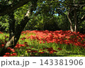 高知県四万十市 入田河川敷の彼岸花 高知県四万十市 入田河川敷の彼岸花 143381906