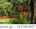 高知県四万十市 入田河川敷の彼岸花 高知県四万十市 入田河川敷の彼岸花 143381907