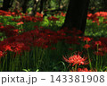 高知県四万十市 入田河川敷の彼岸花 高知県四万十市 入田河川敷の彼岸花 143381908