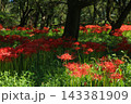 高知県四万十市 入田河川敷の彼岸花 高知県四万十市 入田河川敷の彼岸花 143381909