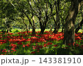 高知県四万十市 入田河川敷の彼岸花 高知県四万十市 入田河川敷の彼岸花 143381910