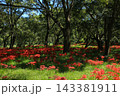 高知県四万十市 入田河川敷の彼岸花 高知県四万十市 入田河川敷の彼岸花 143381911