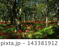 高知県四万十市 入田河川敷の彼岸花 高知県四万十市 入田河川敷の彼岸花 143381912