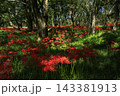 高知県四万十市 入田河川敷の彼岸花 高知県四万十市 入田河川敷の彼岸花 143381913