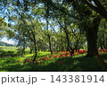 高知県四万十市 入田河川敷の彼岸花 高知県四万十市 入田河川敷の彼岸花 143381914