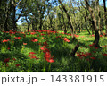 高知県四万十市 入田河川敷の彼岸花 高知県四万十市 入田河川敷の彼岸花 143381915