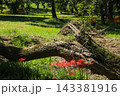 高知県四万十市 入田河川敷の彼岸花 高知県四万十市 入田河川敷の彼岸花 143381916