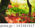 高知県四万十市 入田河川敷の彼岸花 高知県四万十市 入田河川敷の彼岸花 143381917