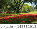 高知県四万十市 入田河川敷の彼岸花 高知県四万十市 入田河川敷の彼岸花 143381918