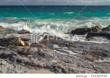 Egret standing on rocks by the sea Egret standing on rocks by the sea 143382430