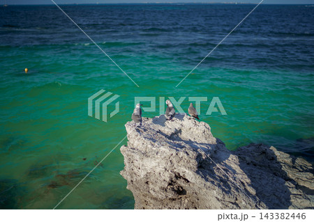 Three seagulls resting on limestone rock above emerald green sea 143382446