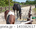 草を食べる馬 143382617
