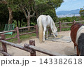 牧場から顔を出す馬 143382618