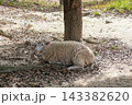 眠そうな山羊 143382620