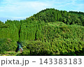杉トンネルのある風景 143383183