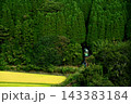 杉トンネルの中に走っている列車 143383184