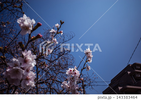 青空と街の建物と桜の遠景 青空と街の建物と桜の遠景 143383464