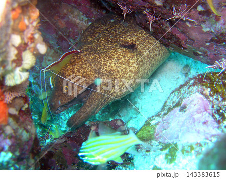 アカシマシラヒゲエビにクリーニングされるドクウツボ 143383615