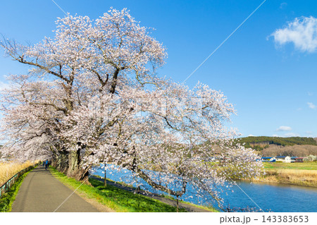春の宮城県 日本さくら名所100選 桜満開の白石川堤一目千本桜 春の宮城県 日本さくら名所100選 桜満開の白石川堤一目千本桜 143383653