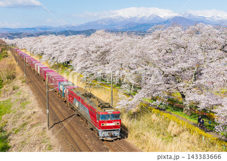 春の宮城県 日本さくら名所100選 桜満開の白石川堤一目千本桜と蔵王連峰 春の宮城県 日本さくら名所100選 桜満開の白石川堤一目千本桜と蔵王連峰 143383666