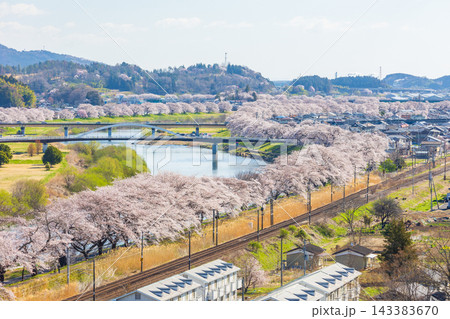 春の宮城県 日本さくら名所100選 桜満開の白石川堤一目千本桜 春の宮城県 日本さくら名所100選 桜満開の白石川堤一目千本桜 143383670