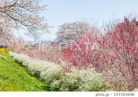 春の宮城県 日本さくら名所100選 桜満開の白石川堤一目千本桜 春の宮城県 日本さくら名所100選 桜満開の白石川堤一目千本桜 143383686