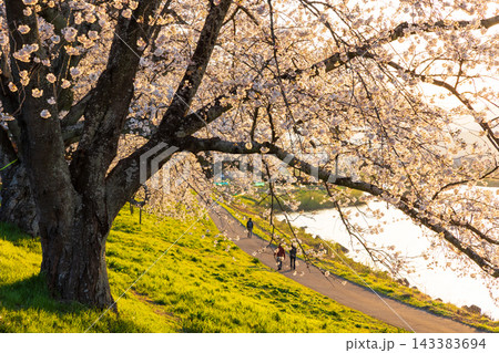 春の宮城県 日本さくら名所100選 夕暮れの白石川堤一目千本桜 春の宮城県 日本さくら名所100選 夕暮れの白石川堤一目千本桜 143383694