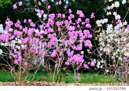 Pink and white rhododendron dauricum blooming shrubs on a ground in a spring park on a blurred dark background in Primorsky Krai Russia 143383746