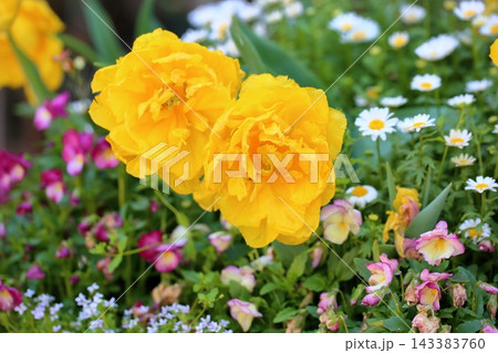 可愛い チューリップの花 可愛い チューリップの花 143383760