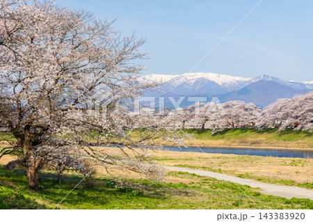 春の宮城県 日本さくら名所100選 桜満開の白石川堤一目千本桜と蔵王連峰 春の宮城県 日本さくら名所100選 桜満開の白石川堤一目千本桜と蔵王連峰 143383920