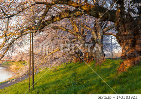 春の宮城県 日本さくら名所100選 夕暮れの白石川堤一目千本桜 春の宮城県 日本さくら名所100選 夕暮れの白石川堤一目千本桜 143383923