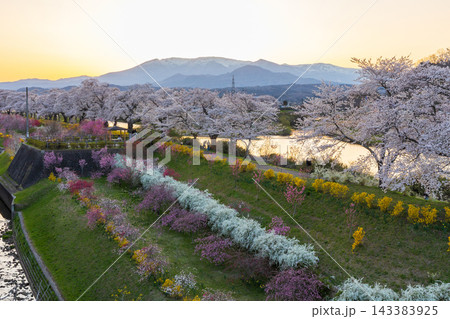 春の宮城県 日本さくら名所100選 夕暮れの白石川堤一目千本桜と蔵王連峰 春の宮城県 日本さくら名所100選 夕暮れの白石川堤一目千本桜と蔵王連峰 143383925