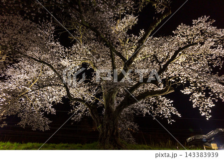 春の宮城県 日本さくら名所100選 白石川堤一目千本桜 夜桜ライトアップ 春の宮城県 日本さくら名所100選 白石川堤一目千本桜 夜桜ライトアップ 143383939