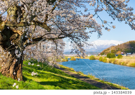 春の宮城県 日本さくら名所100選 桜満開の白石川堤一目千本桜と蔵王連峰 春の宮城県 日本さくら名所100選 桜満開の白石川堤一目千本桜と蔵王連峰 143384039