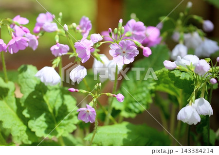 可愛い　サクラソウの花　浮かれ獅子 143384214