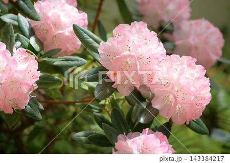 可愛い シャクナゲの花 ヨコハマ 可愛い シャクナゲの花 ヨコハマ 143384217