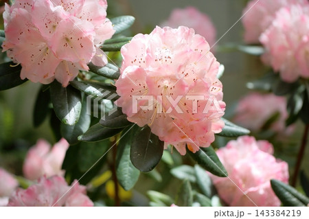 可愛い シャクナゲの花 ヨコハマ 可愛い シャクナゲの花 ヨコハマ 143384219