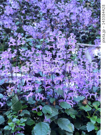 初夏のガーデンに咲く紫色の花 143384428