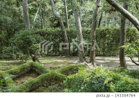 苔と木々に囲まれた緑豊かな庭園 苔と木々に囲まれた緑豊かな庭園 143384764
